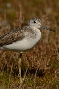 DPP - Wildlife Photography - Greenshank - B