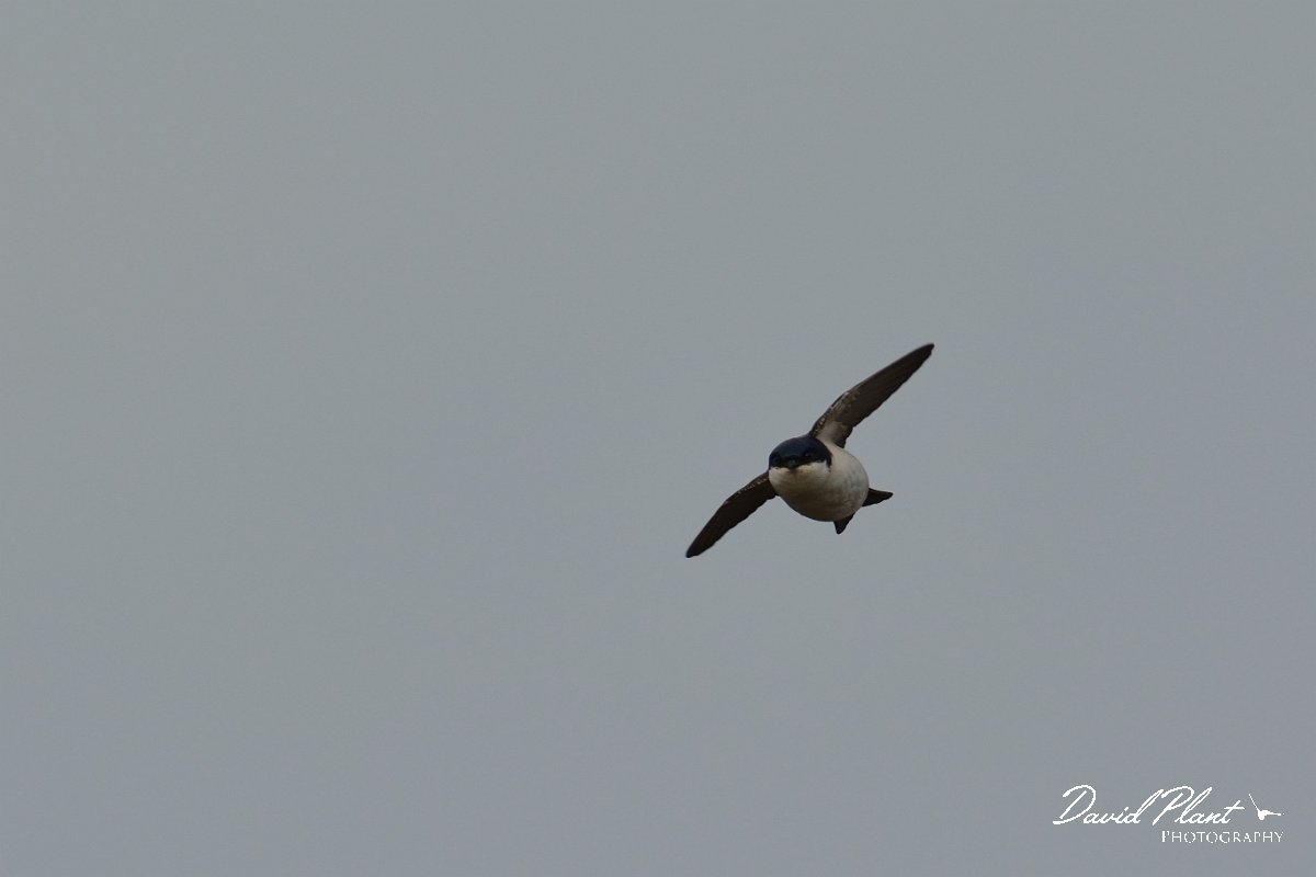 DPP - Wildlife Photography - House martin - C.jpg - House martin in flight - Foz do Almargem