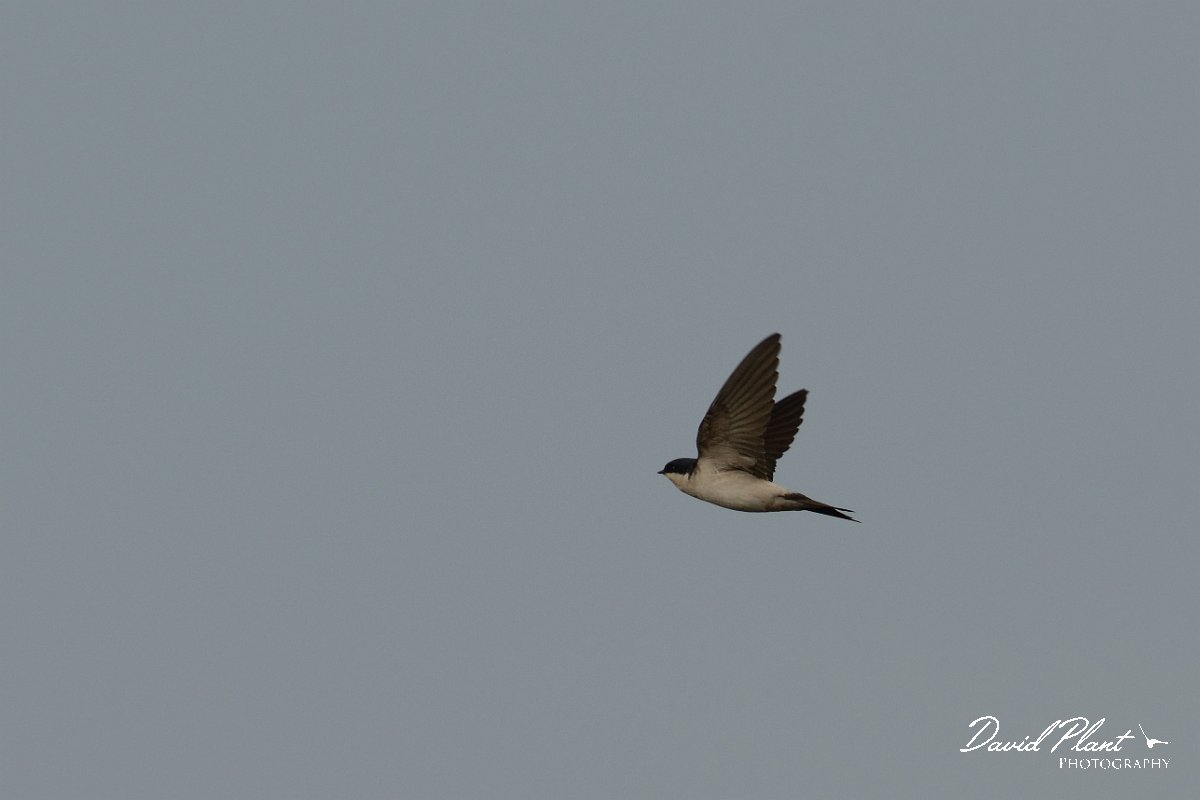 DPP - Wildlife Photography - House martin - D.jpg - House martin in flight - Foz do Almargem