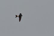 DPP - Wildlife Photography - House martin - A