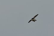 DPP - Wildlife Photography - House martin - C