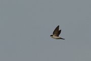 DPP - Wildlife Photography - House martin - D