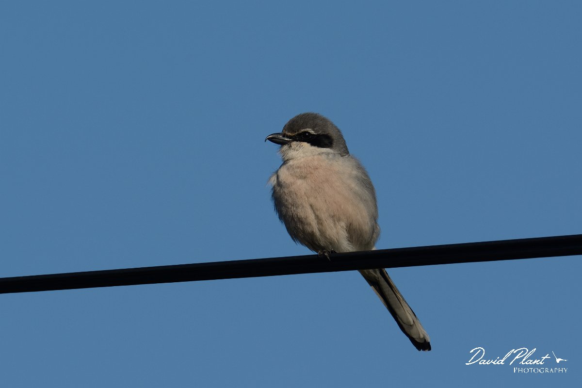 DPP - Wildlife Photography - Iberian grey shrike - A.jpg - Iberian grey shrike on wire - Cabo de São Vicente