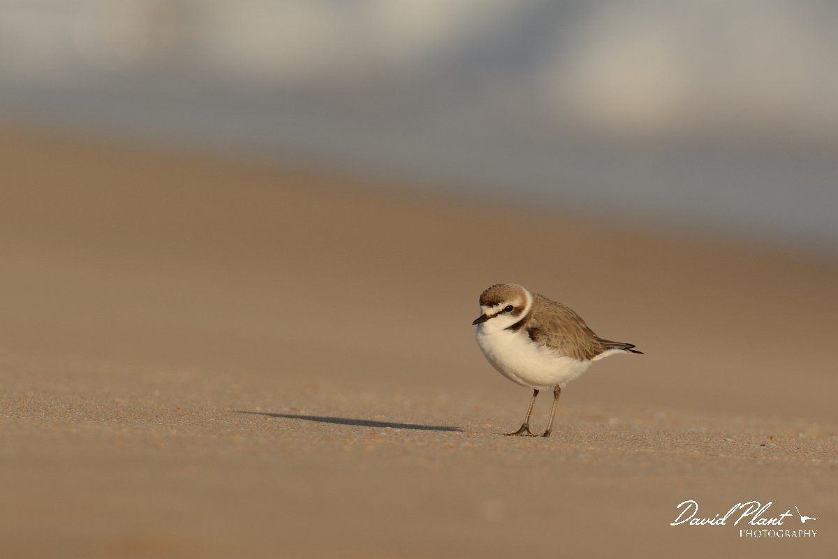 DPP - Wildlife Photography - Kentish plover - A.jpg - Kentish plover - Praia do Alvor