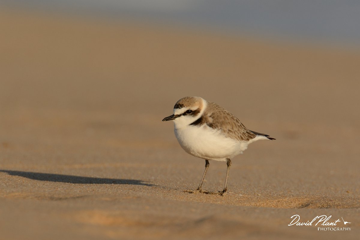 DPP - Wildlife Photography - Kentish plover - D.jpg - Kentish plover - Praia do Alvor