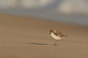 DPP - Wildlife Photography - Kentish plover - A