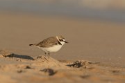 DPP - Wildlife Photography - Kentish plover - B