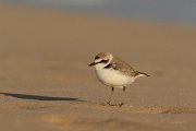 DPP - Wildlife Photography - Kentish plover - D