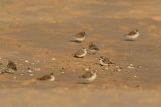 DPP - Wildlife Photography - Kentish plover - E