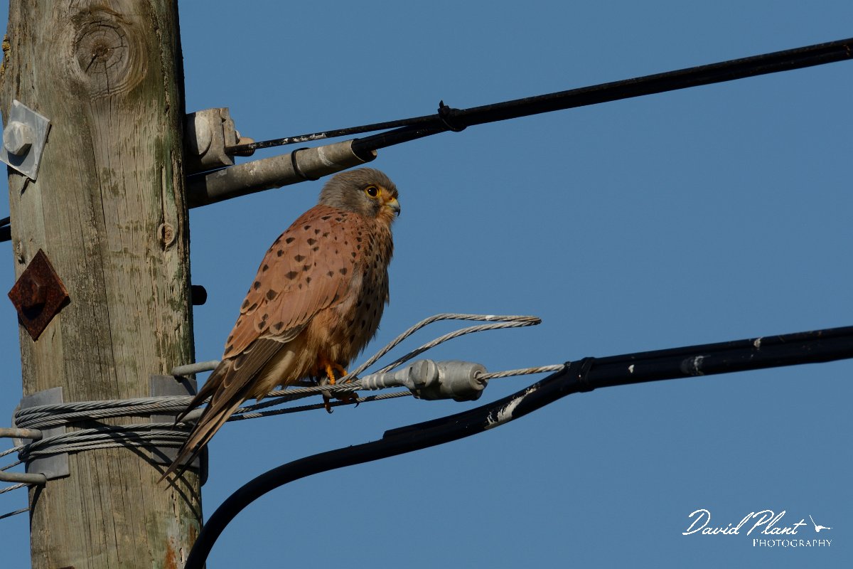 DPP - Wildlife Photography - Kestrel - A.jpg - Kestrel, male - Cabo de São Vicente