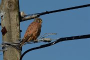 DPP - Wildlife Photography - Kestrel - A