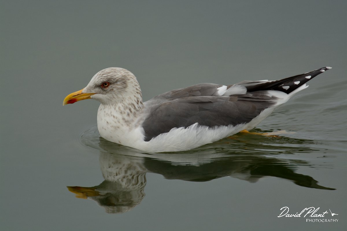 DPP - Wildlife Photography - Lesser black-backed gull - A.jpg - Lesser black-backed gull - Esteiro de Maria Nova