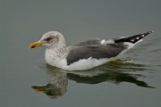 DPP - Wildlife Photography - Lesser black-backed gull - A