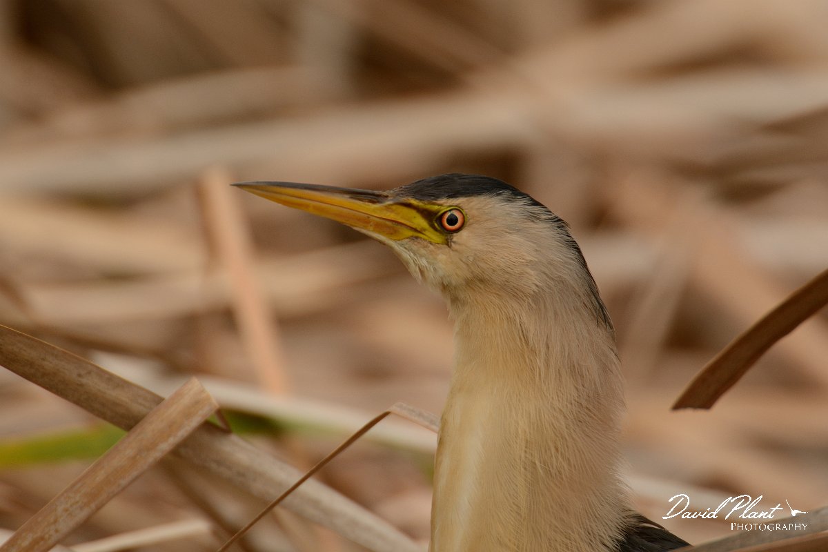 DPP - Wildlife Photography - Little bittern - A.jpg - Little bittern head - Lagoa de São Lourenco