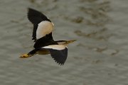 DPP - Wildlife Photography - Little bittern - C