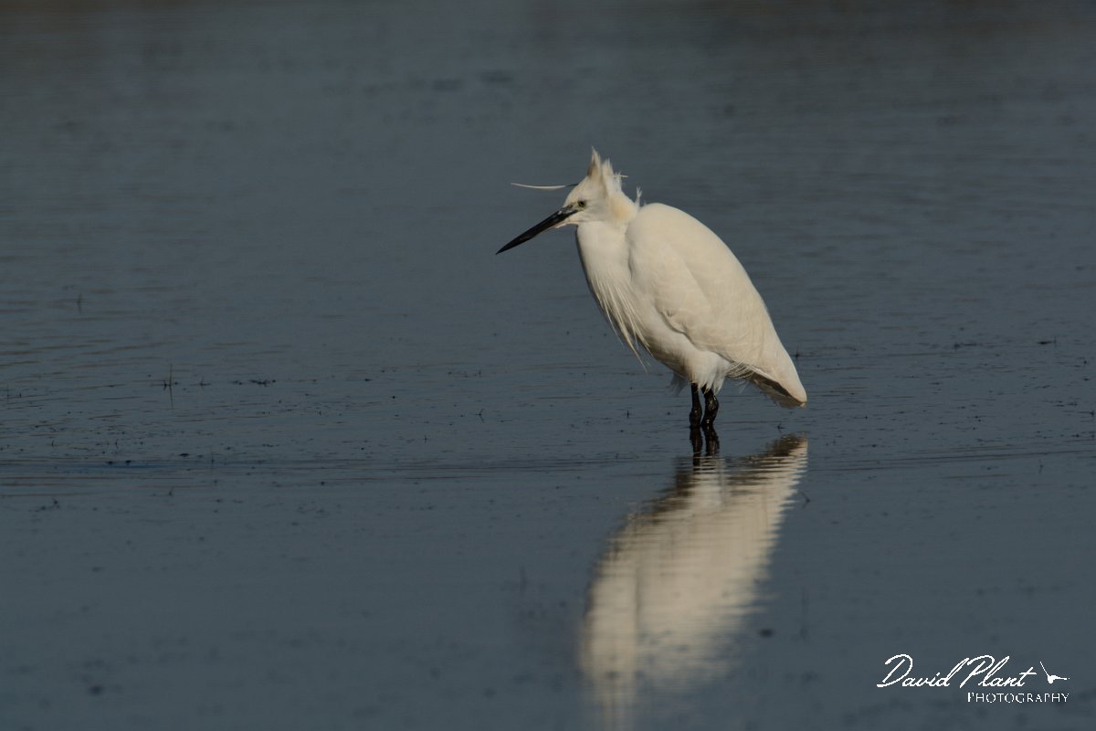 DPP - Wildlife Photography - Little egret - C.jpg - Little egret - Sitio das 4 Aguas