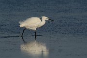DPP - Wildlife Photography - Little egret - A