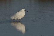 DPP - Wildlife Photography - Little egret - B