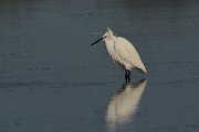 DPP - Wildlife Photography - Little egret - C