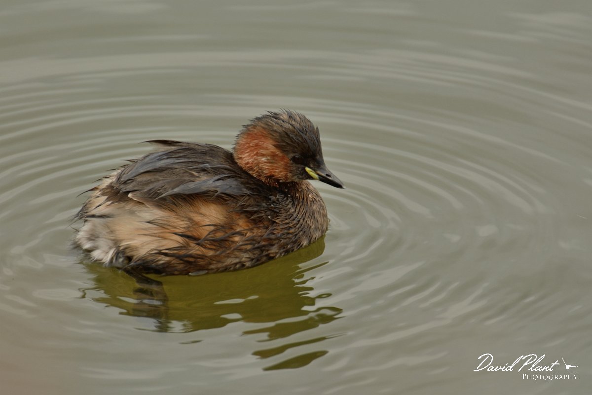 DPP - Wildlife Photography - Little grebe - B.jpg - Little grebe - Lagoa de São Lourenco