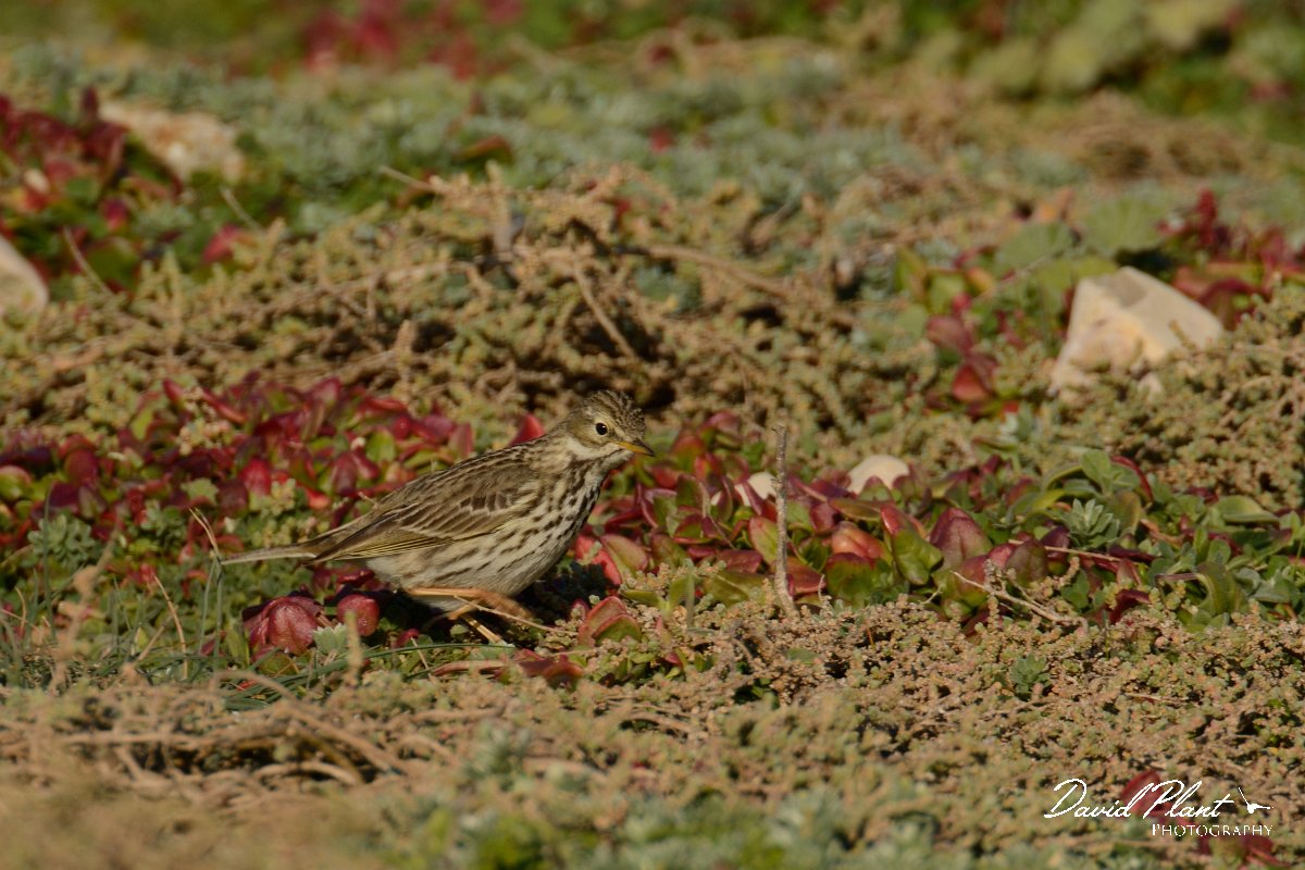 DPP - Wildlife Photography - Meadow pipit - A.jpg - Meadow pipit - Cabo de São Vicente