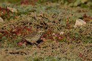 DPP - Wildlife Photography - Meadow pipit - A
