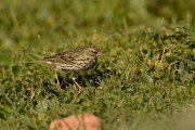 DPP - Wildlife Photography - Meadow pipit - B