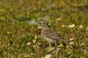 DPP - Wildlife Photography - Meadow pipit - C