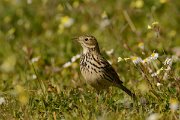 DPP - Wildlife Photography - Meadow pipit - D