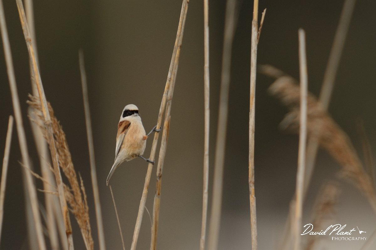 DPP - Wildlife Photography - Penduline tit - C.jpg - Penduline tit - Foz do Almargem