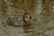 DPP - Wildlife Photography - Pochard - A