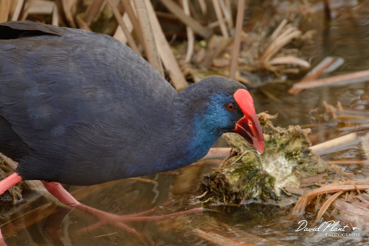 DPP - Wildlife Photography - Purple swamphen - A.jpg - Purple swamphen head - Lagoa de São Lourenco
