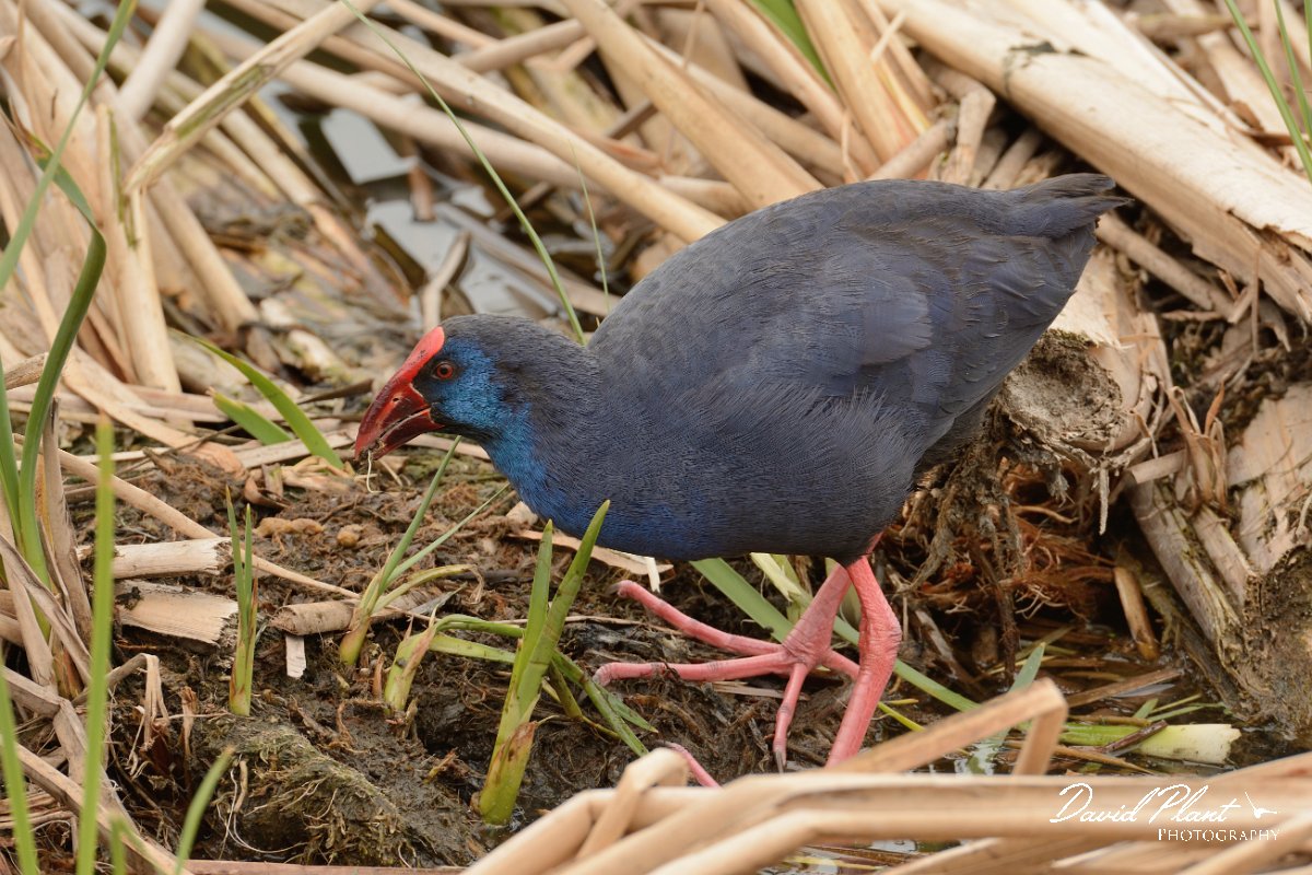 DPP - Wildlife Photography - Purple swamphen - C.jpg - Purple swamphen - Lagoa de São Lourenco