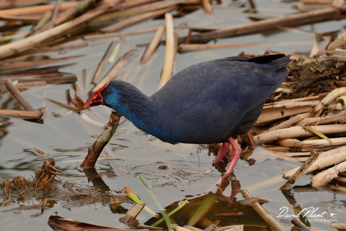 DPP - Wildlife Photography - Purple swamphen - F.jpg - Purple swamphen - Lagoa de São Lourenco