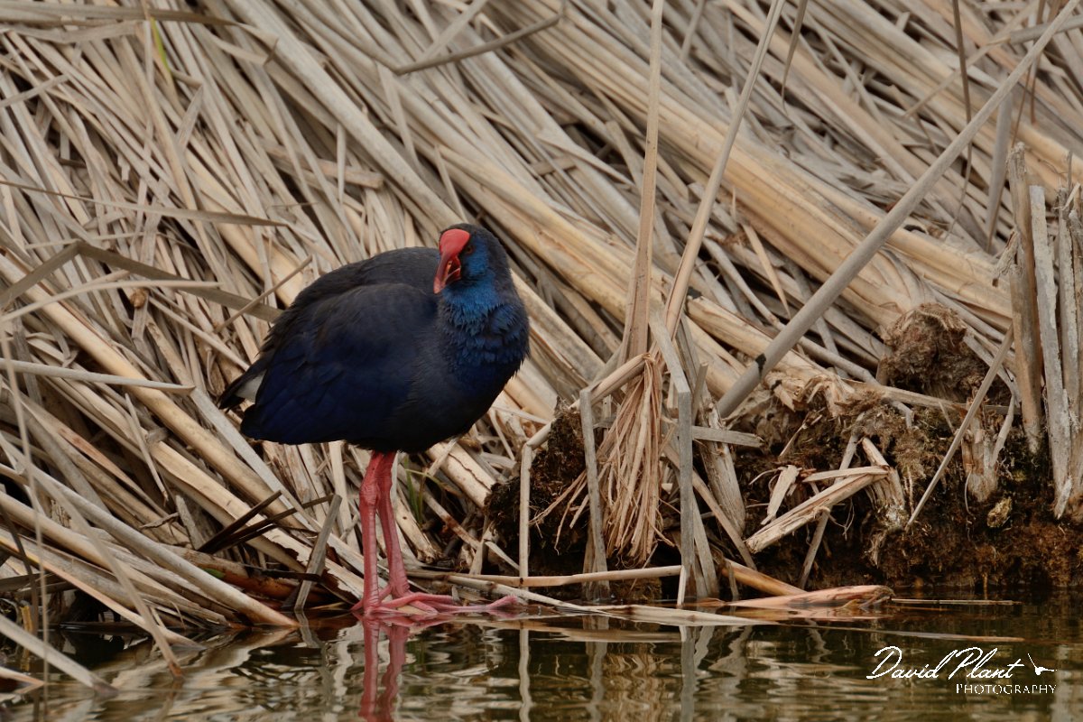 DPP - Wildlife Photography - Purple swamphen - G.jpg - Purple swamphen - Lagoa de São Lourenco