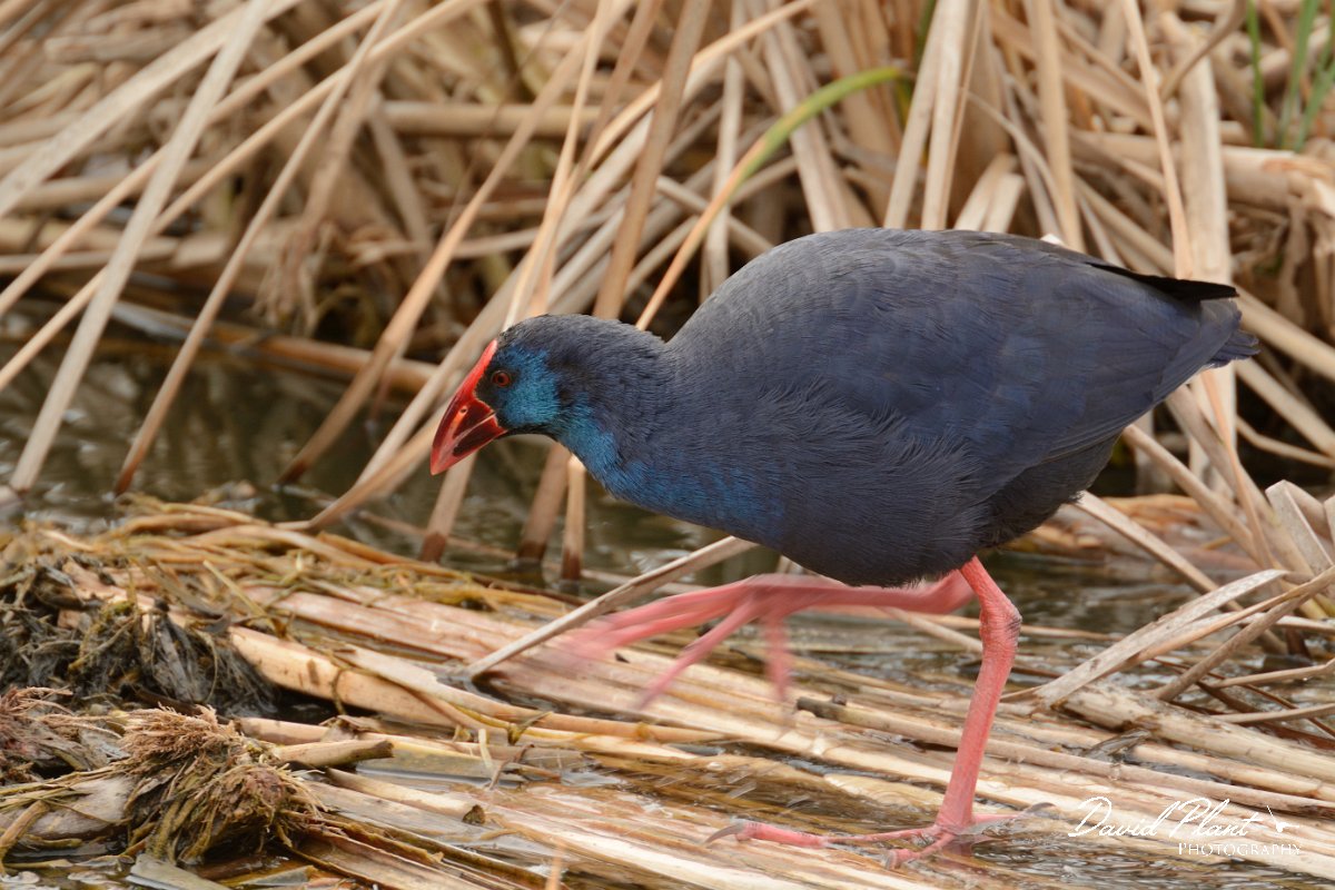 DPP - Wildlife Photography - Purple swamphen - H.jpg - Purple swamphen - Quinta de Marim
