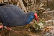 DPP - Wildlife Photography - Purple swamphen - A