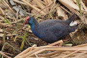 DPP - Wildlife Photography - Purple swamphen - B