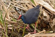 DPP - Wildlife Photography - Purple swamphen - D