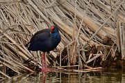 DPP - Wildlife Photography - Purple swamphen - G