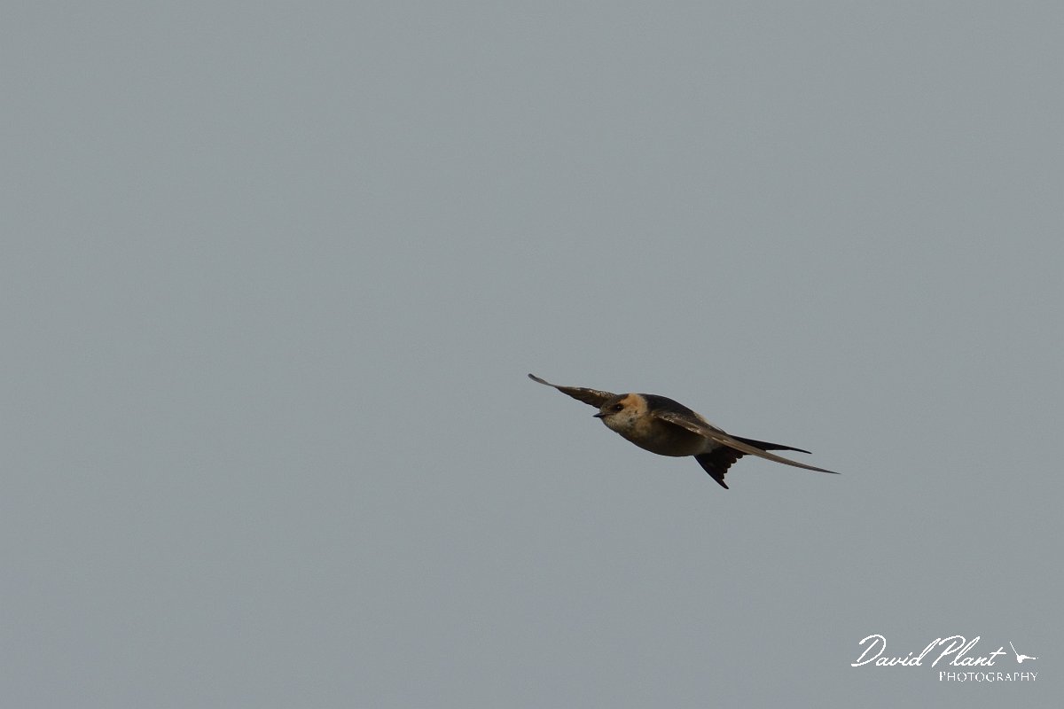 DPP - Wildlife Photography - Red-rumped swallow - C.jpg - Red-rumped swallow in flight - Lagoa de São Lourenco