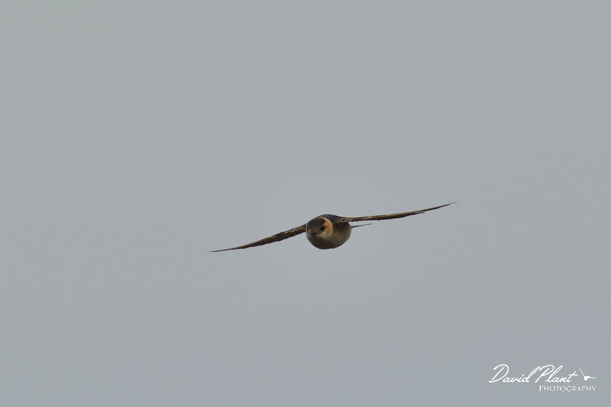 DPP - Wildlife Photography - Red-rumped swallow - D.jpg - Red-rumped swallow in flight - Lagoa de São Lourenco