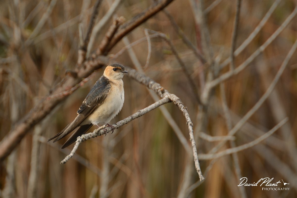 DPP - Wildlife Photography - Red-rumped swallow - E.jpg - Red-rumped swallow perched - Lagoa de São Lourenco