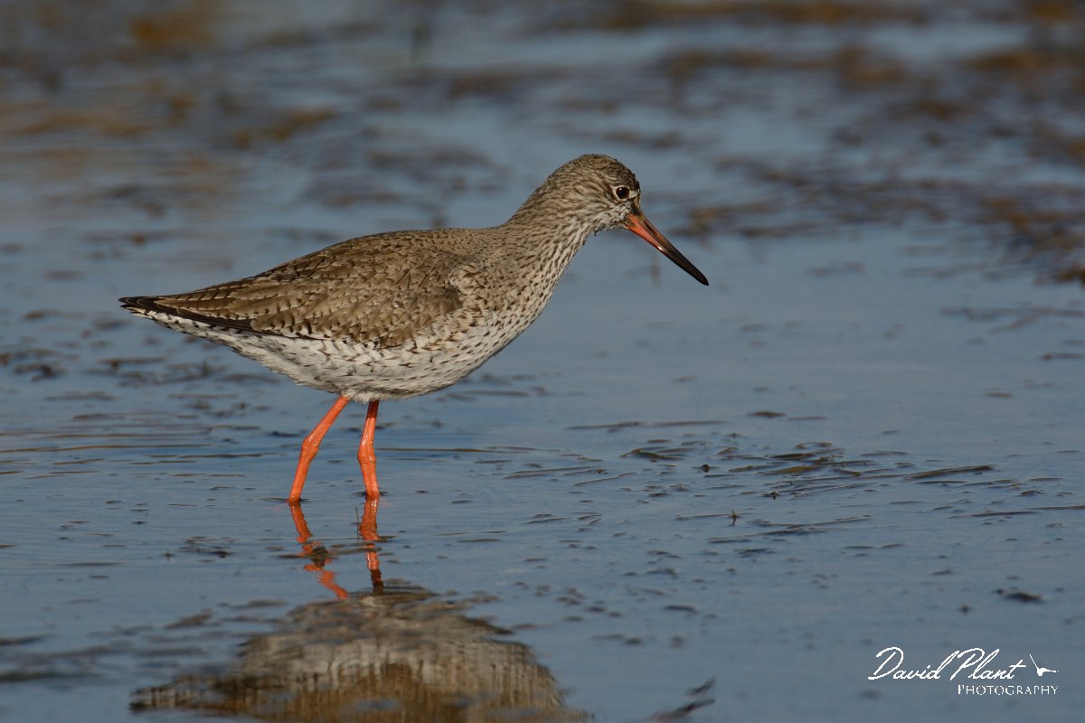 DPP - Wildlife Photography - Redshank - B.jpg - Redshank - Sitio das 4 Aguas