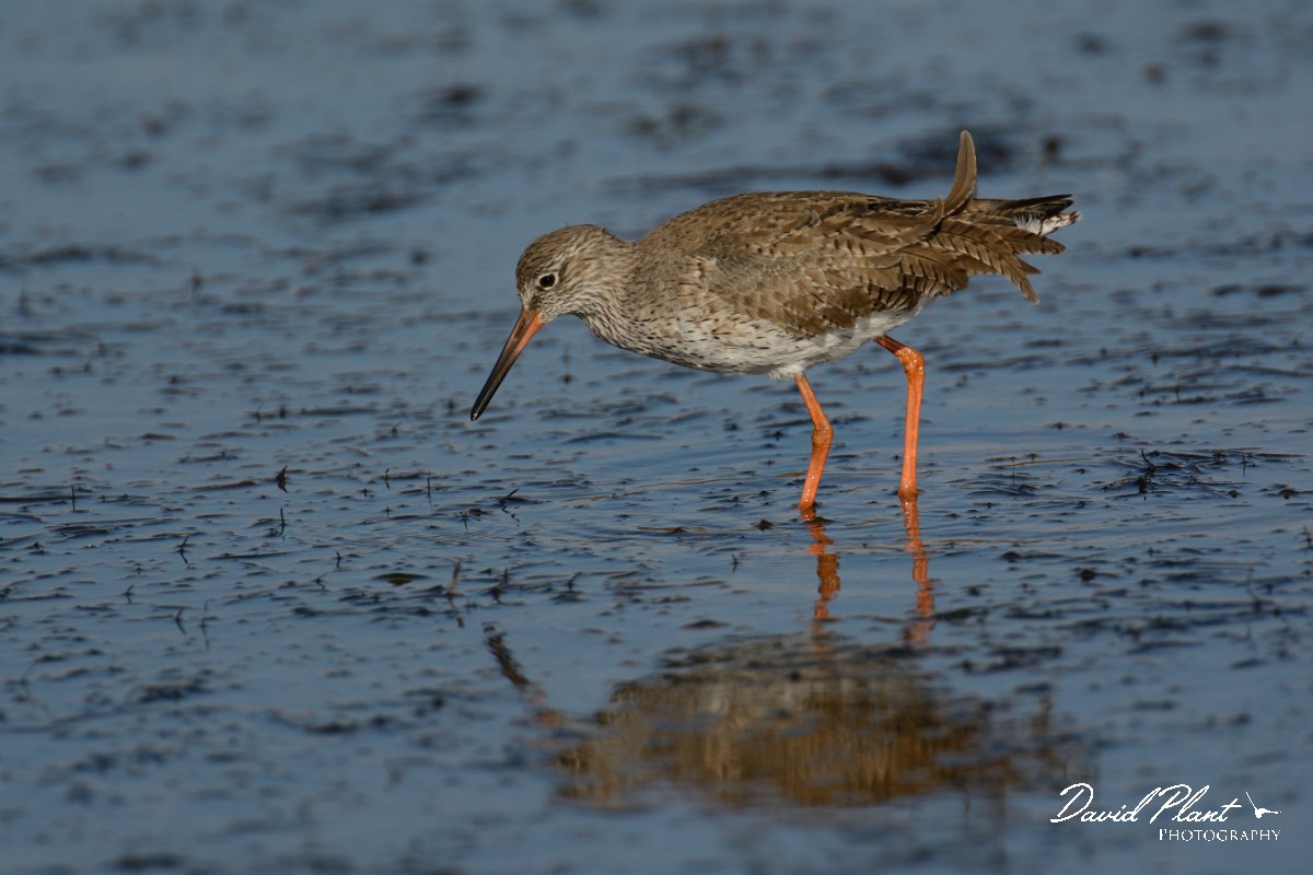 DPP - Wildlife Photography - Redshank - F.jpg - Redshank - Sitio das 4 Aguas