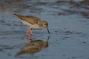 DPP - Wildlife Photography - Redshank - A