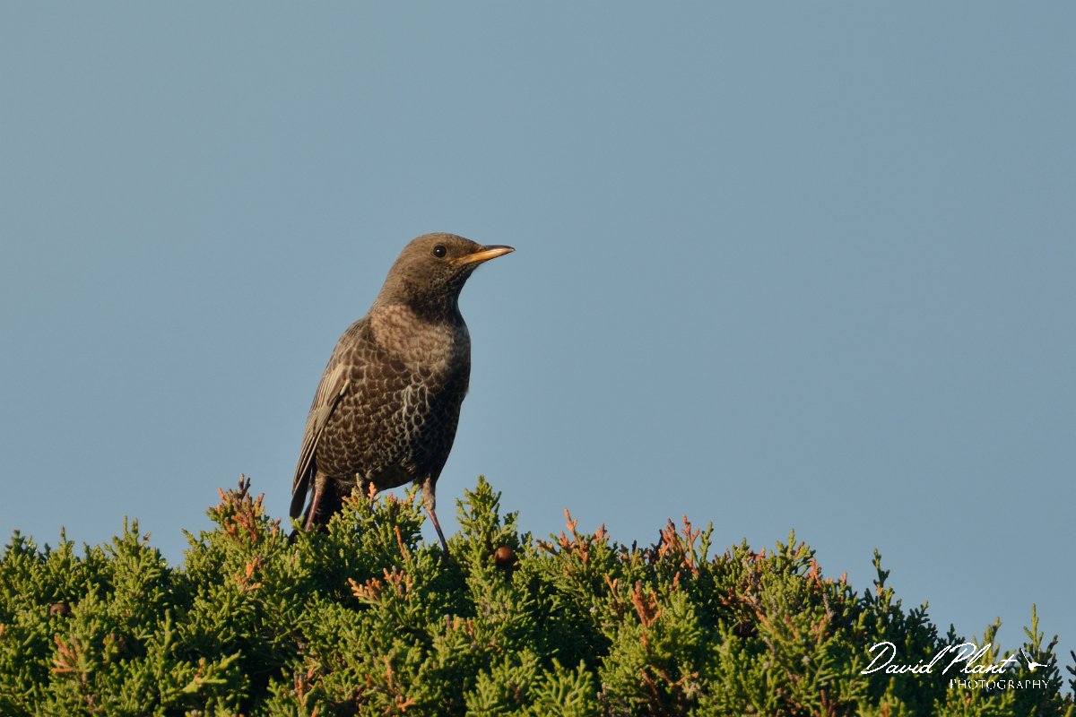 DPP - Wildlife Photography - Ring ouzel - A.jpg - Ring ouzel - Cabo de São Vicente