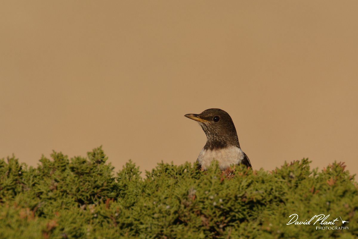 DPP - Wildlife Photography - Ring ouzel - B.jpg - Ring ouzel - Cabo de São Vicente
