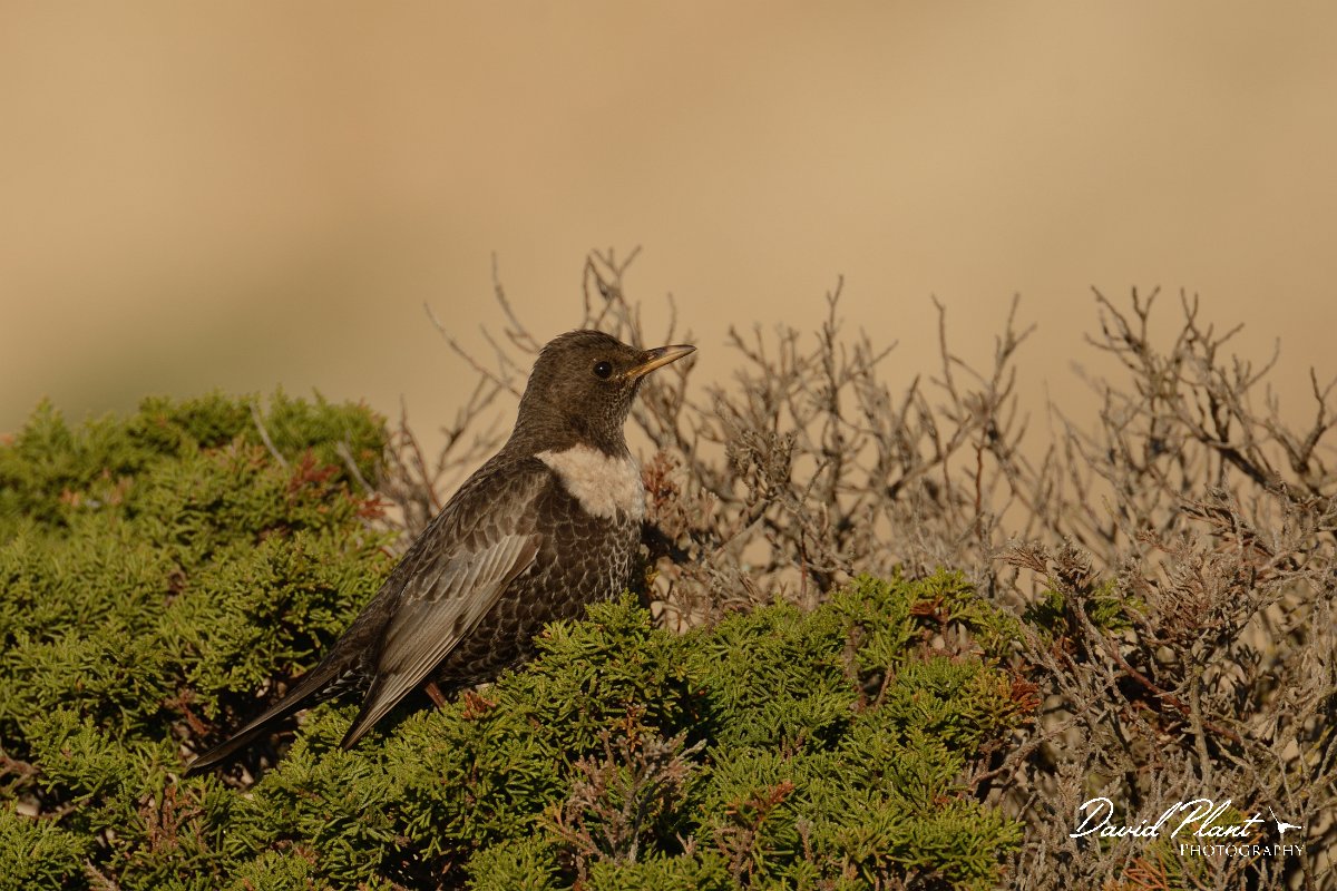DPP - Wildlife Photography - Ring ouzel - C.jpg - Ring ouzel - Cabo de São Vicente