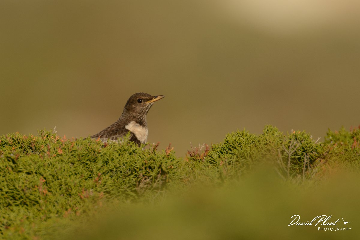 DPP - Wildlife Photography - Ring ouzel - E.jpg - Ring ouzel - Cabo de São Vicente